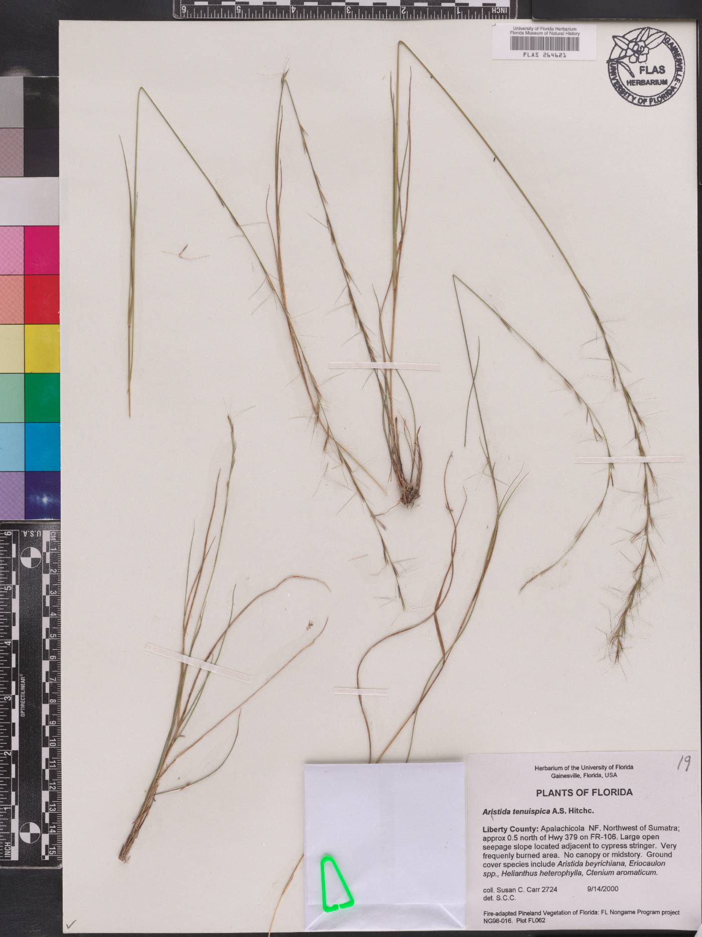 Aristida tenuispica image