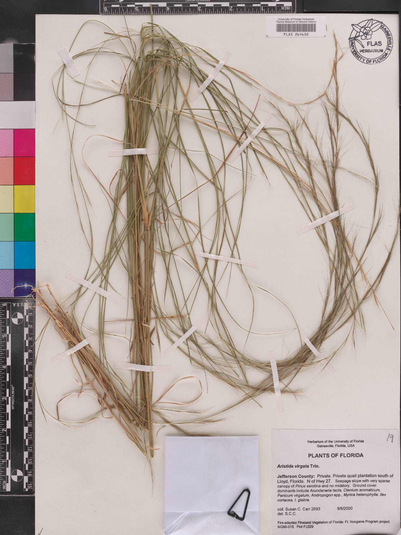 Aristida virgata image