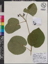 Matelea decipiens image