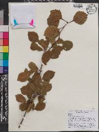 Crataegus sororia image