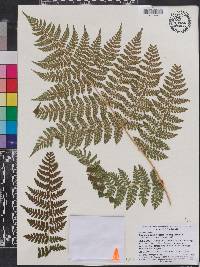 Dryopteris campyloptera image