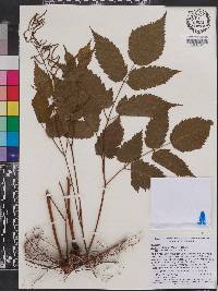 Aruncus dioicus image