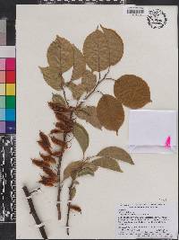 Halesia diptera image
