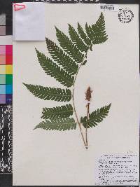 Dryopteris goldieana image