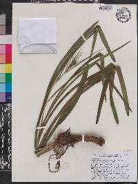 Stenanthium gramineum image