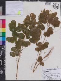 Oxalis grandis image