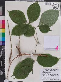 Aralia nudicaulis image