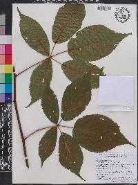 Rubus canadensis image