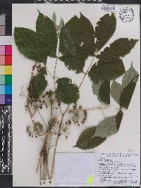 Aralia nudicaulis image