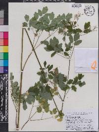 Thalictrum pubescens image