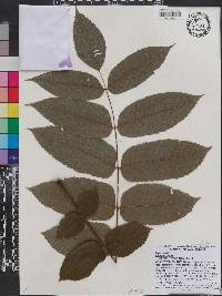 Juglans cinerea image