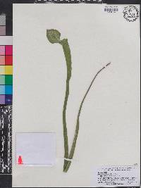 Sarracenia leucophylla image