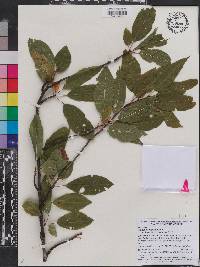 Prunus pensylvanica image