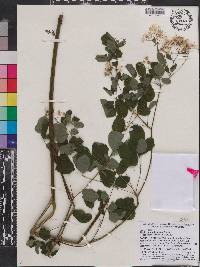 Thalictrum pubescens image