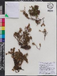 Kalmia procumbens image