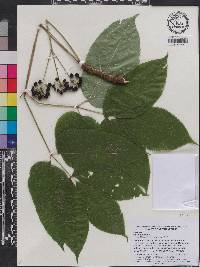 Aralia nudicaulis image