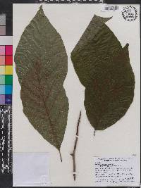 Magnolia acuminata image