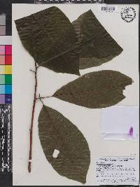 Magnolia acuminata image