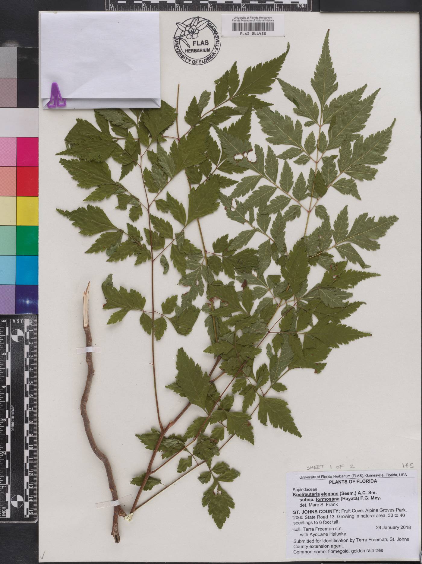 Koelreuteria elegans subsp. formosana image