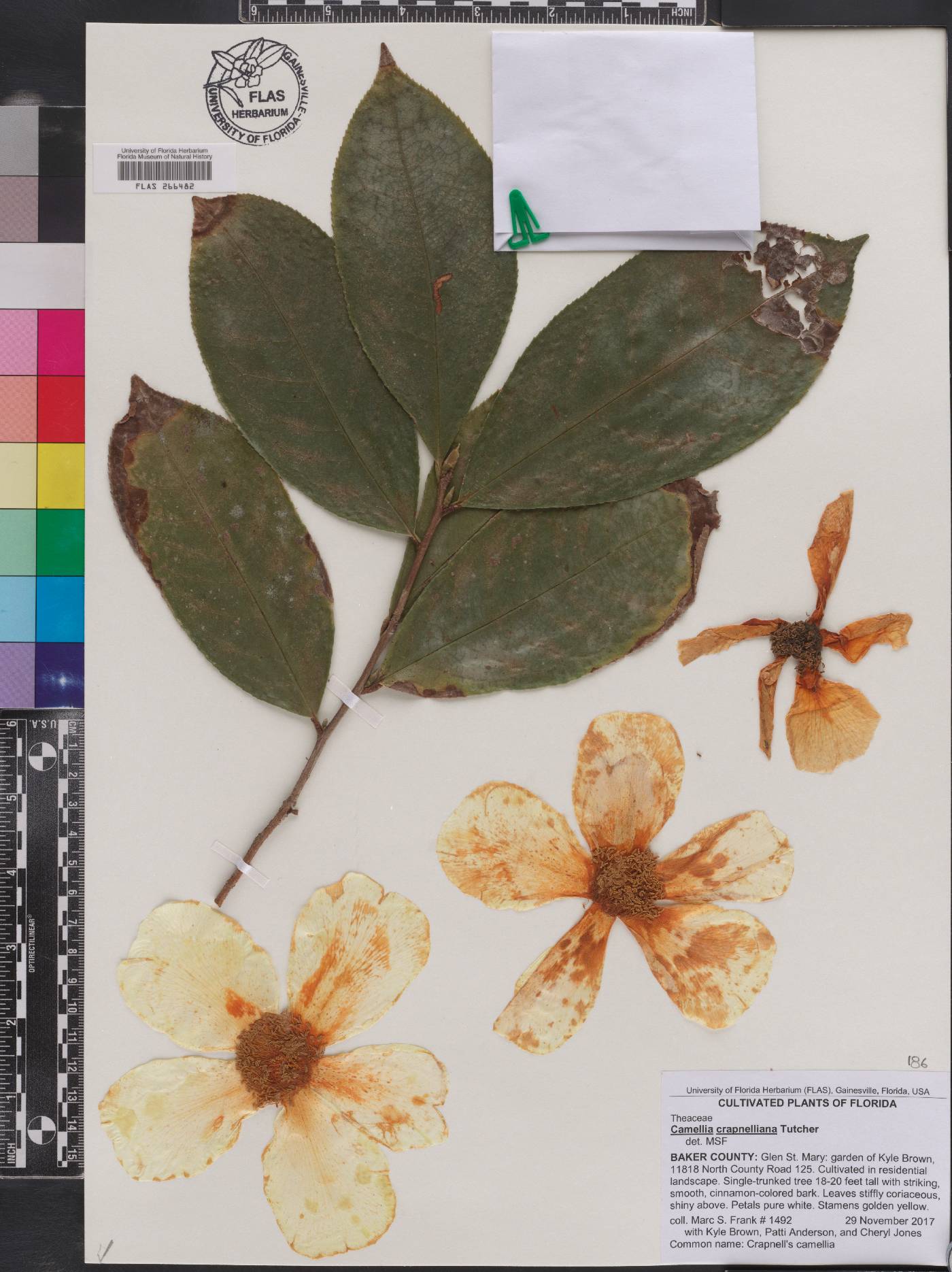 Camellia crapnelliana image