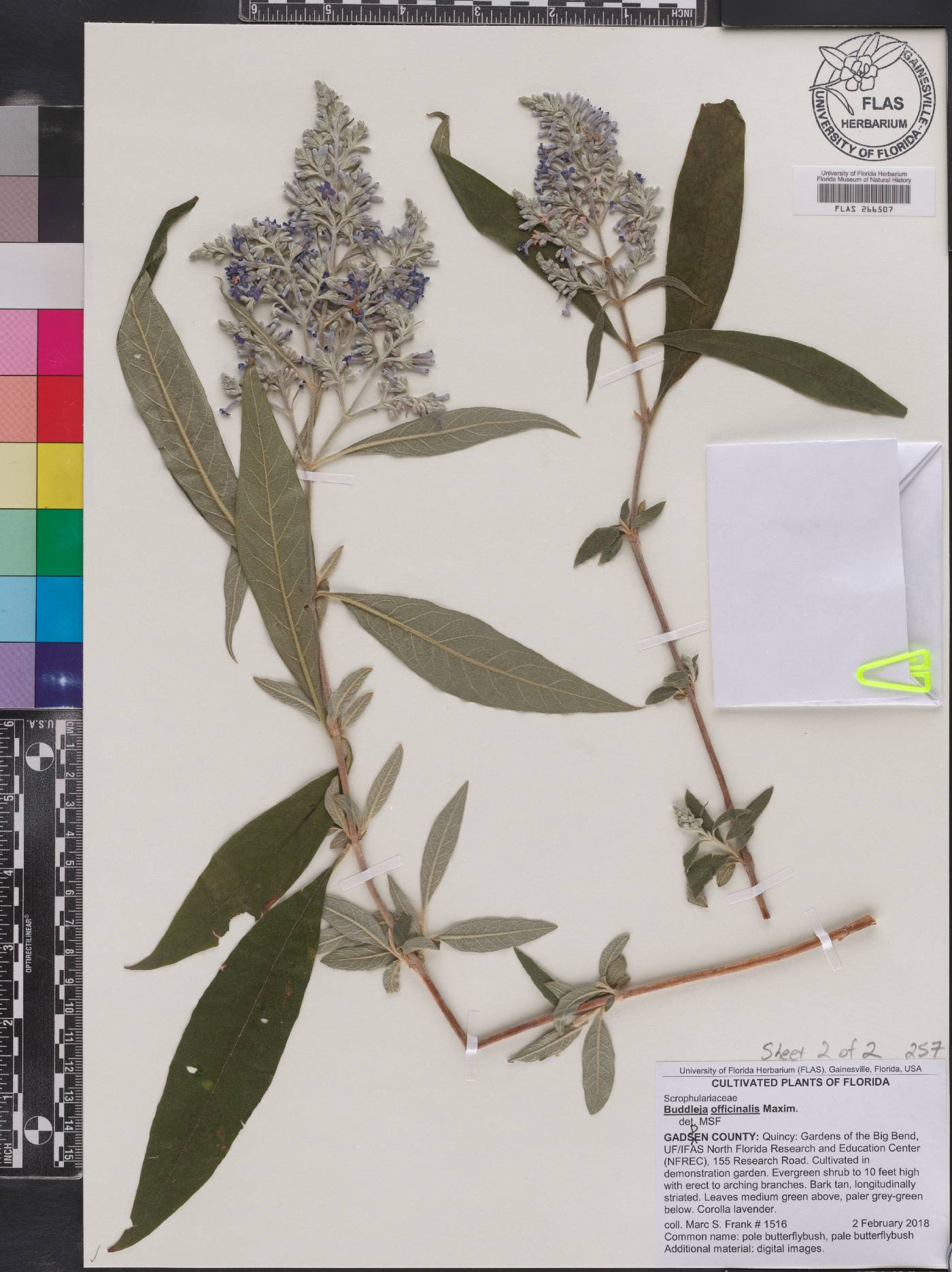 Buddleja officinalis image