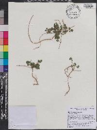 Desmodium triflorum image