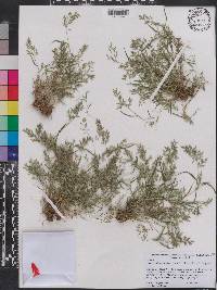 Eragrostis hypnoides image