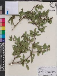 Ilex vomitoria image