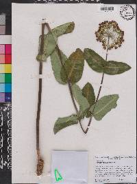 Asclepias amplexicaulis image