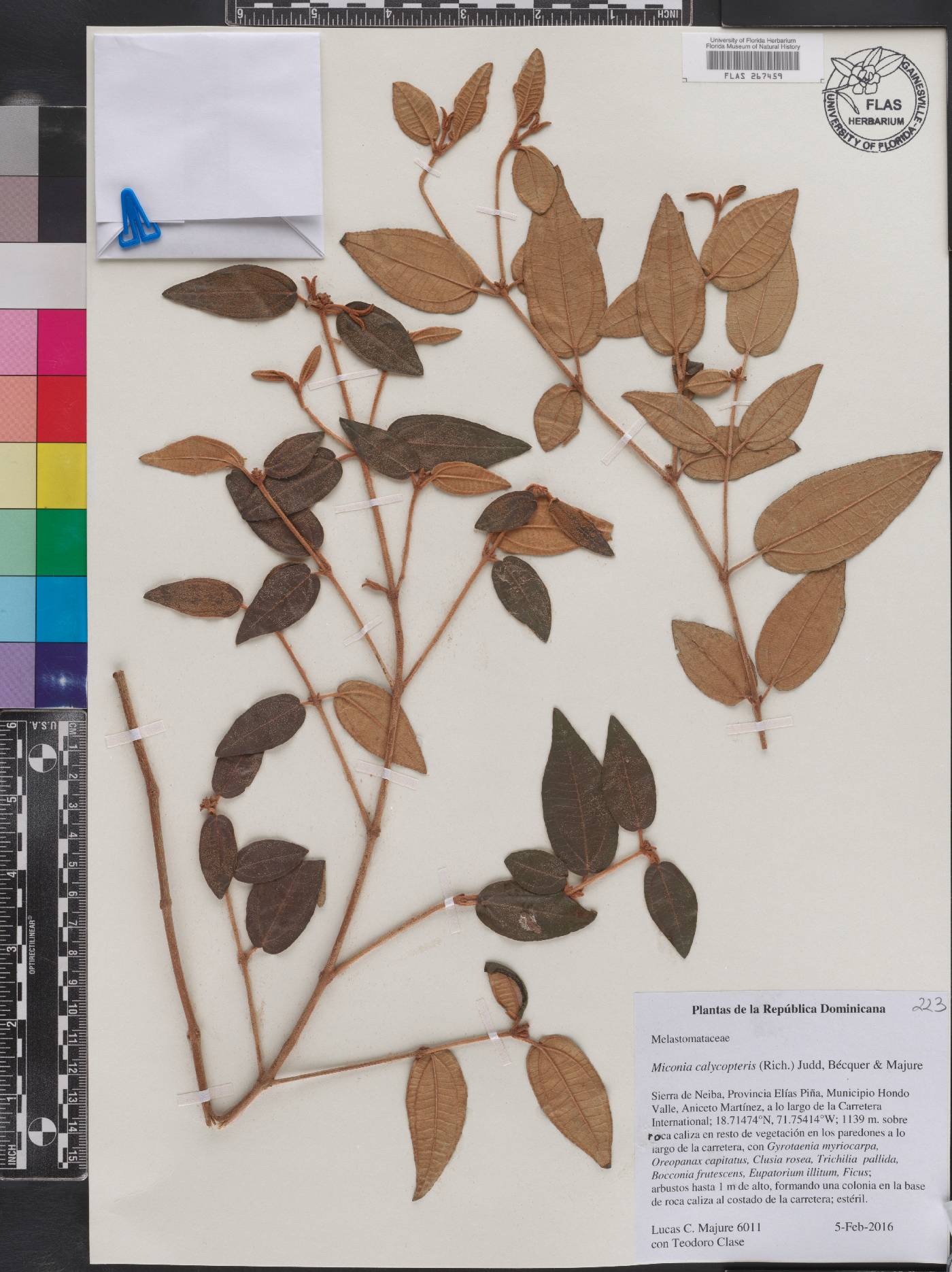 Miconia calycopteris image
