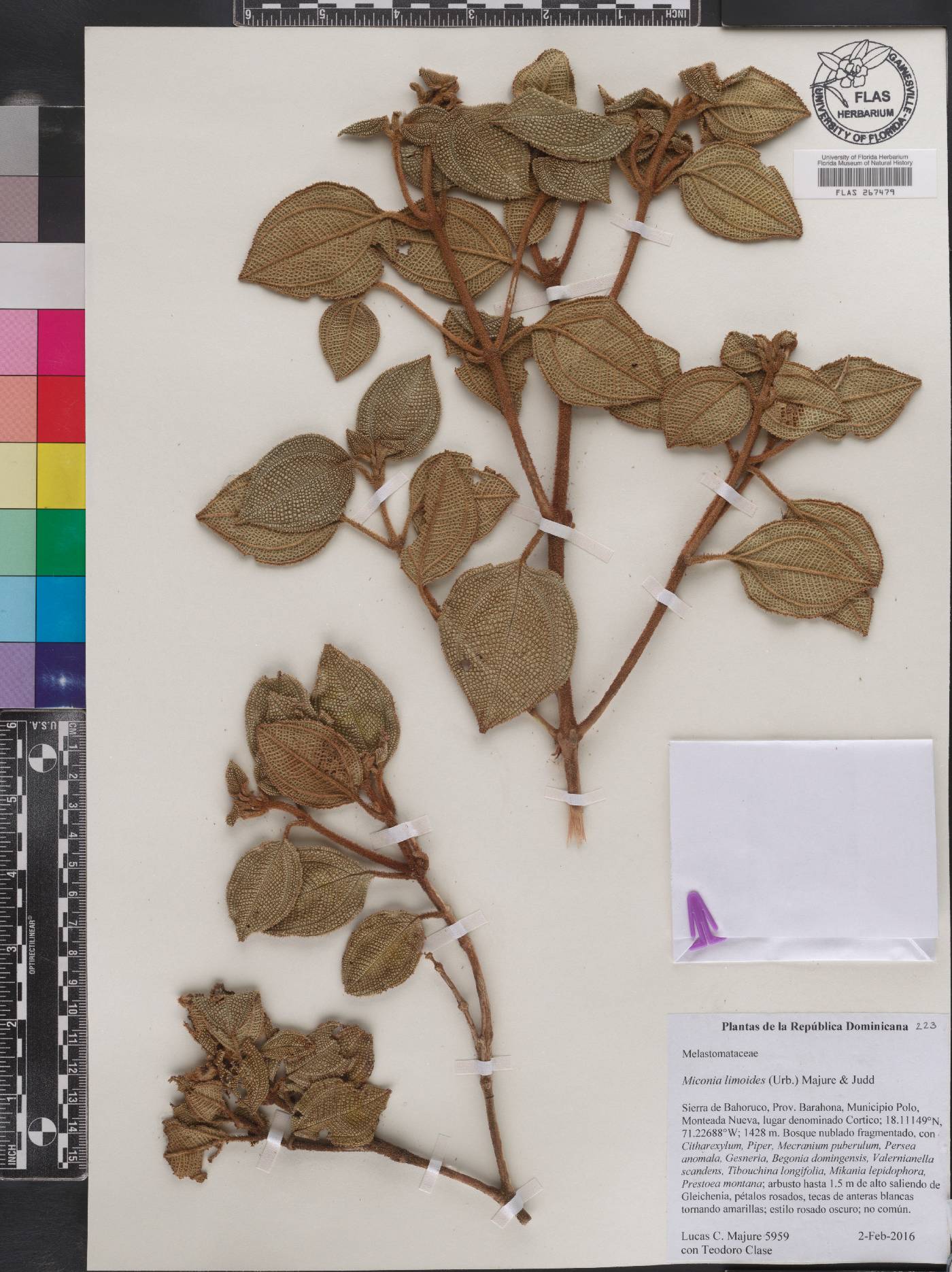 Miconia limoides image
