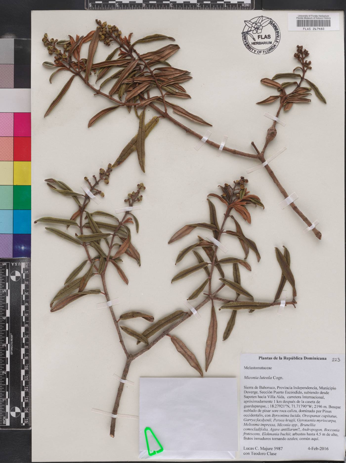 Miconia luteola image