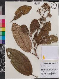 Miconia subcompressa image