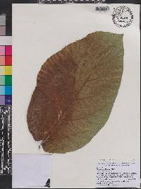 Ficus nota image