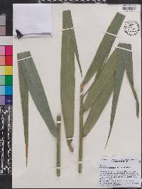 Phragmites australis image