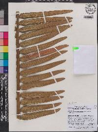 Encephalartos macrostrobilus image