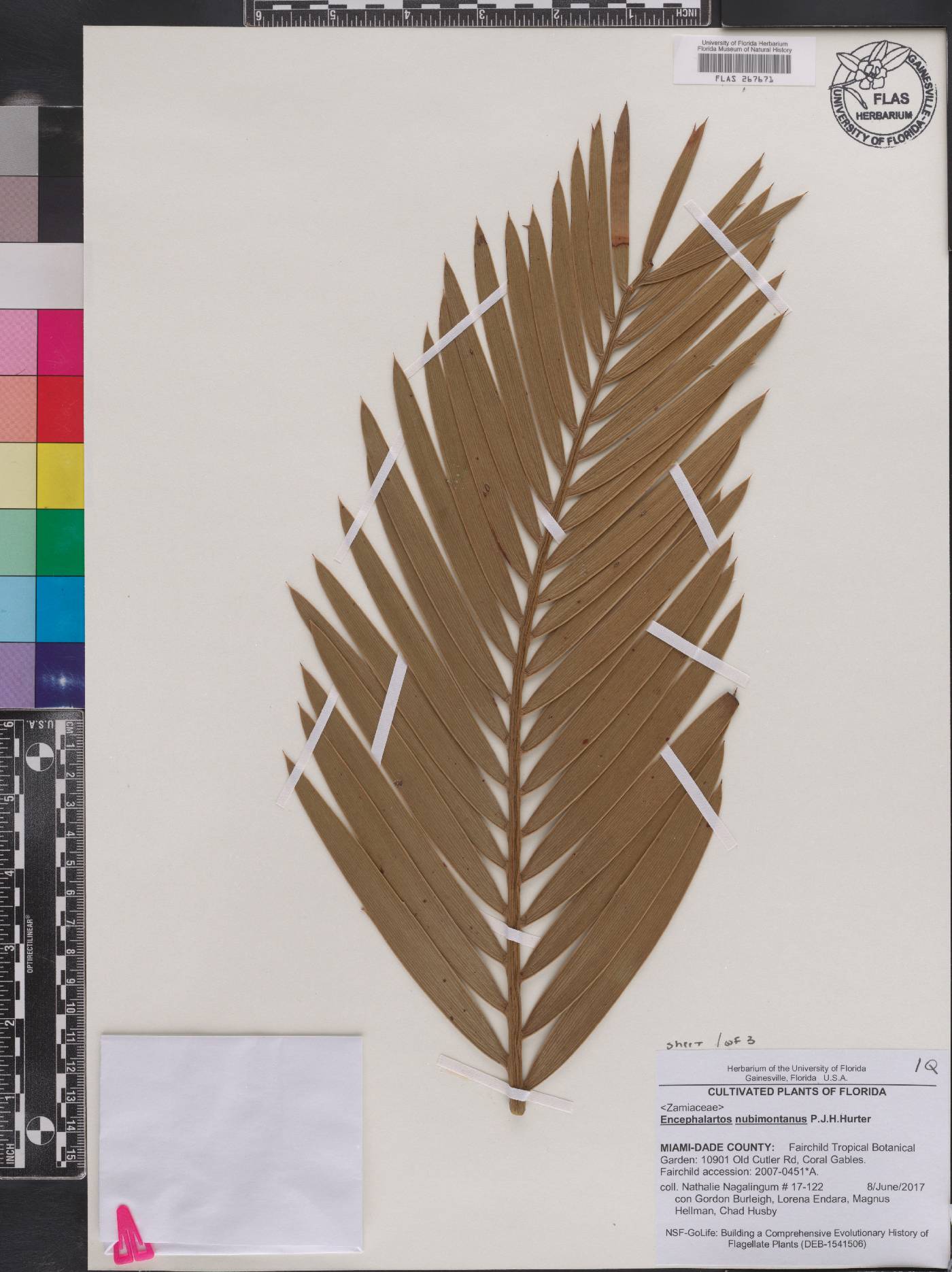 Encephalartos nubimontanus image