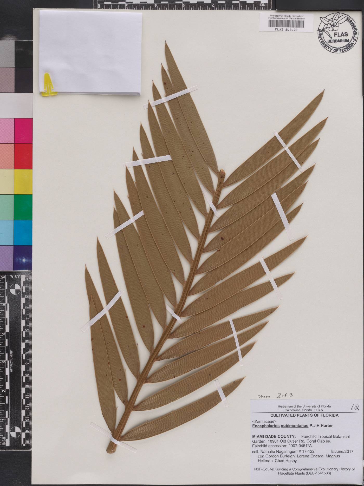 Encephalartos nubimontanus image