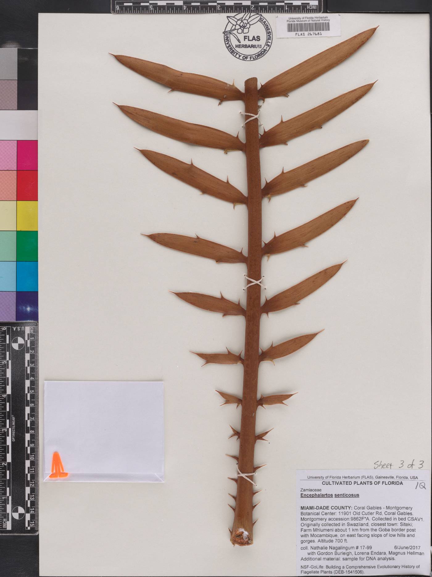 Encephalartos senticosus image