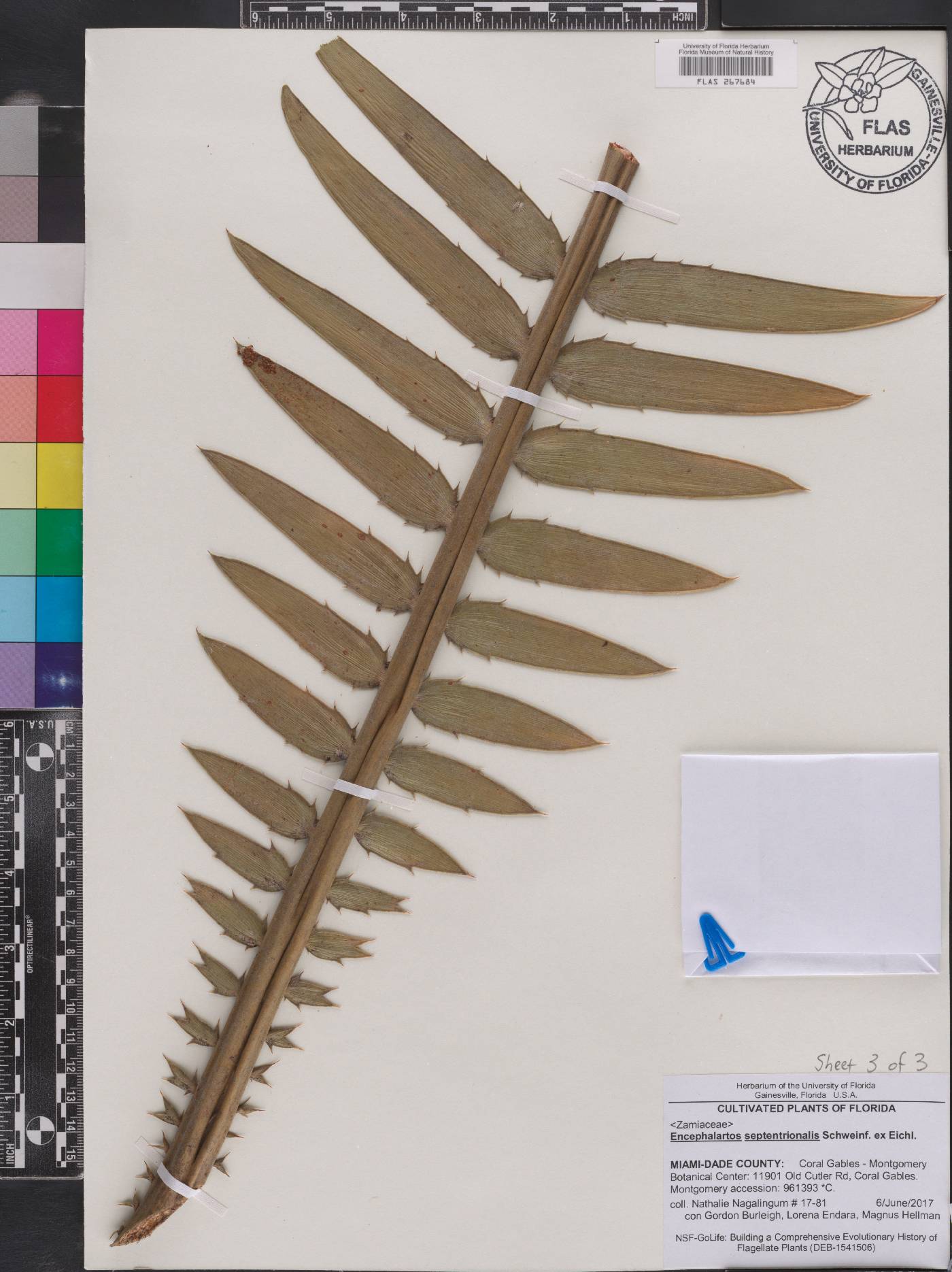 Encephalartos septentrionalis image