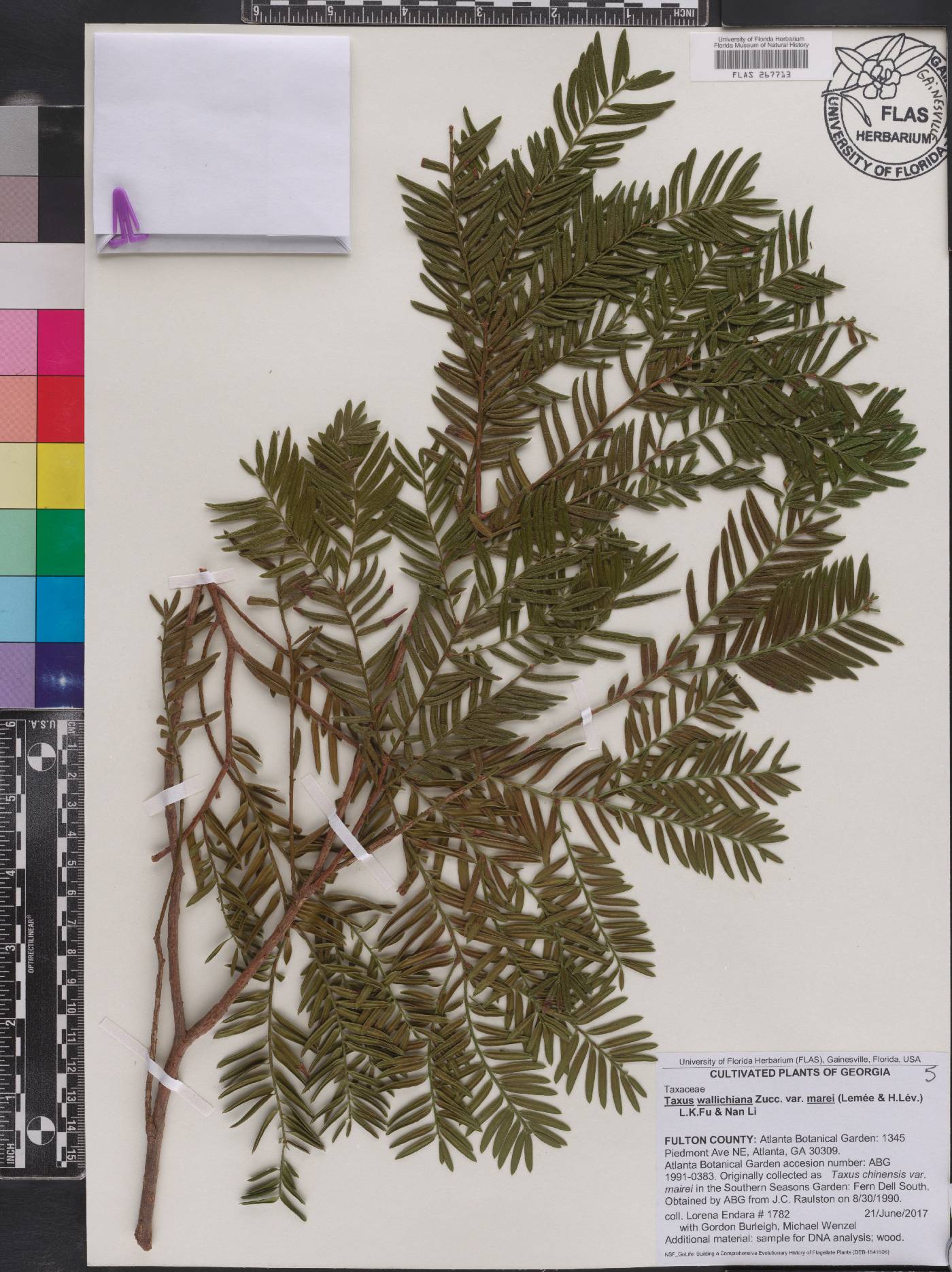 Taxus wallichiana image