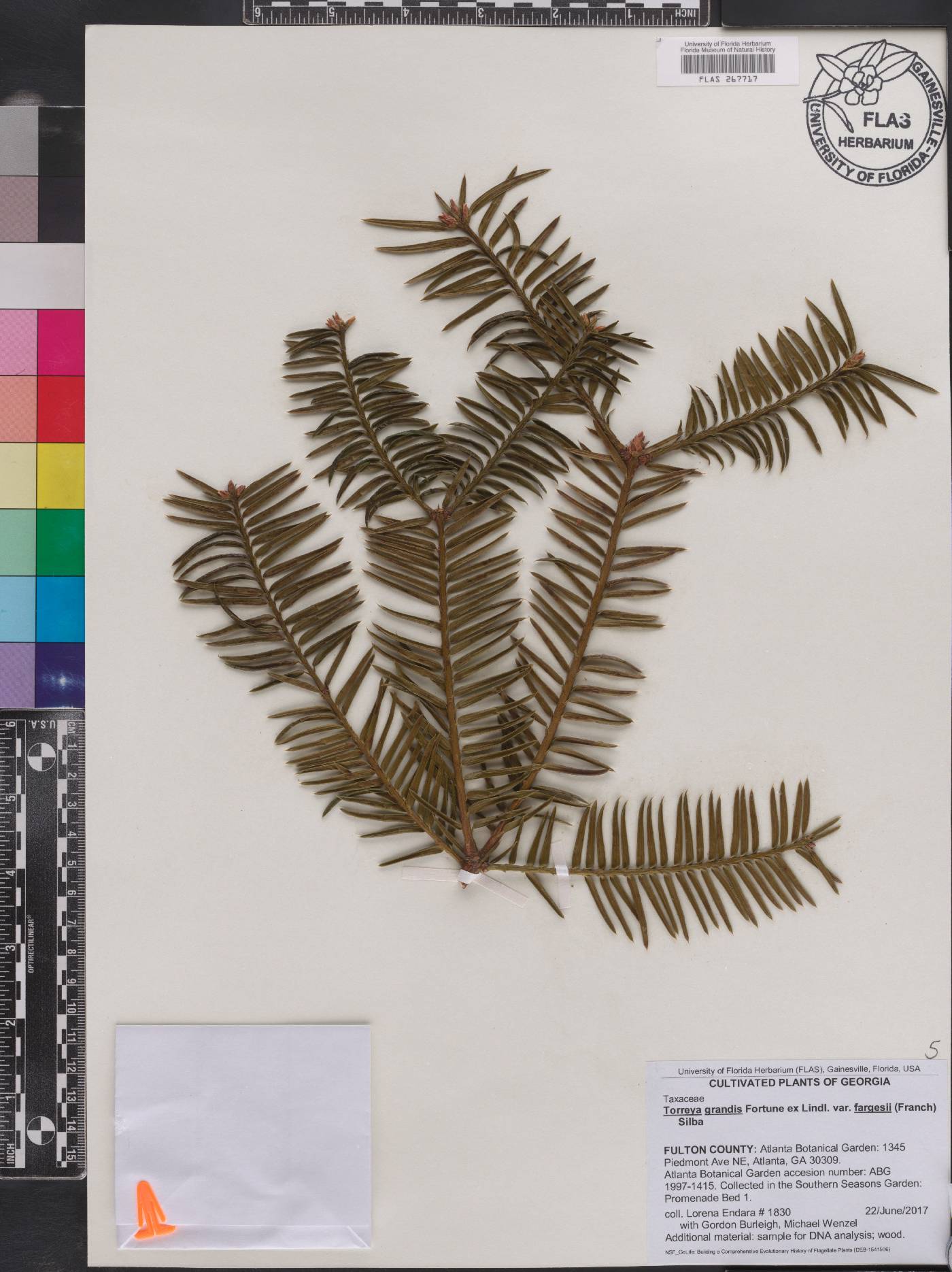 Torreya fargesii image