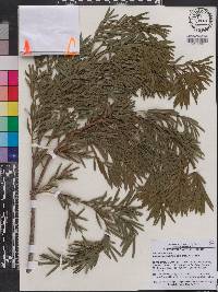 Afrocarpus usambarensis image