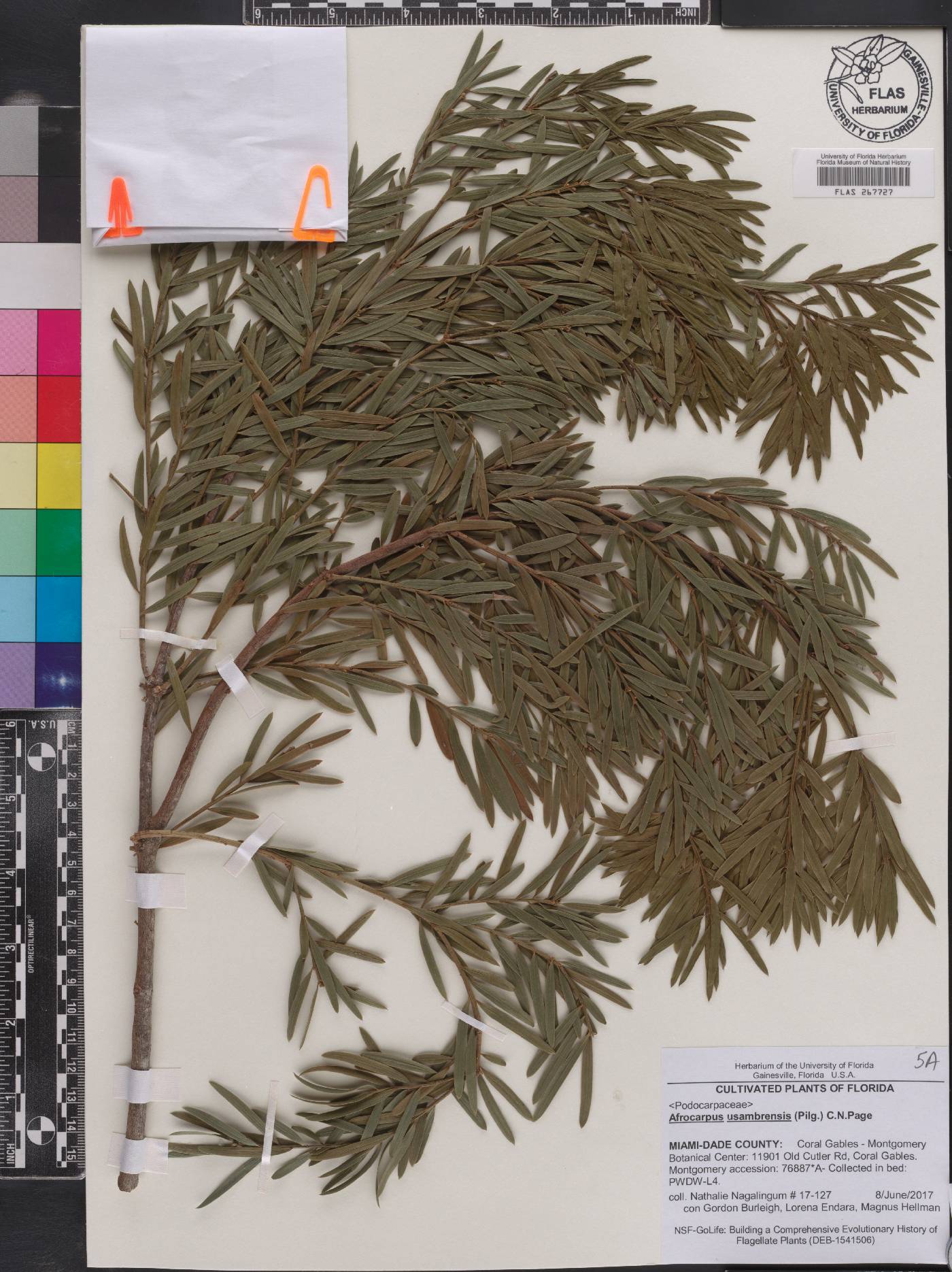 Afrocarpus usambarensis image