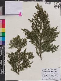 Dacrycarpus compactus image