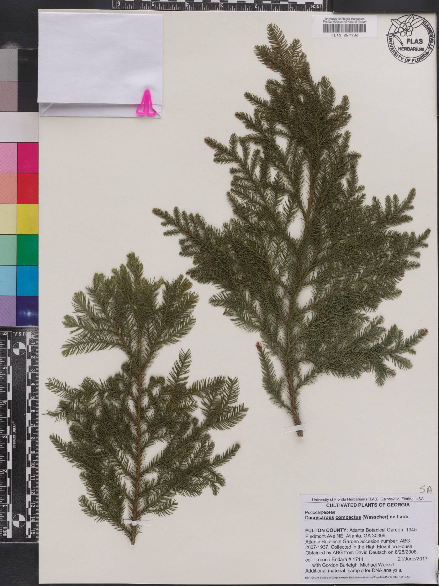 Dacrycarpus compactus image