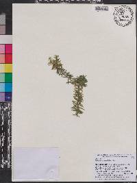 Image of Podocarpus acutifolius