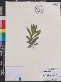 Image of Podocarpus affinis