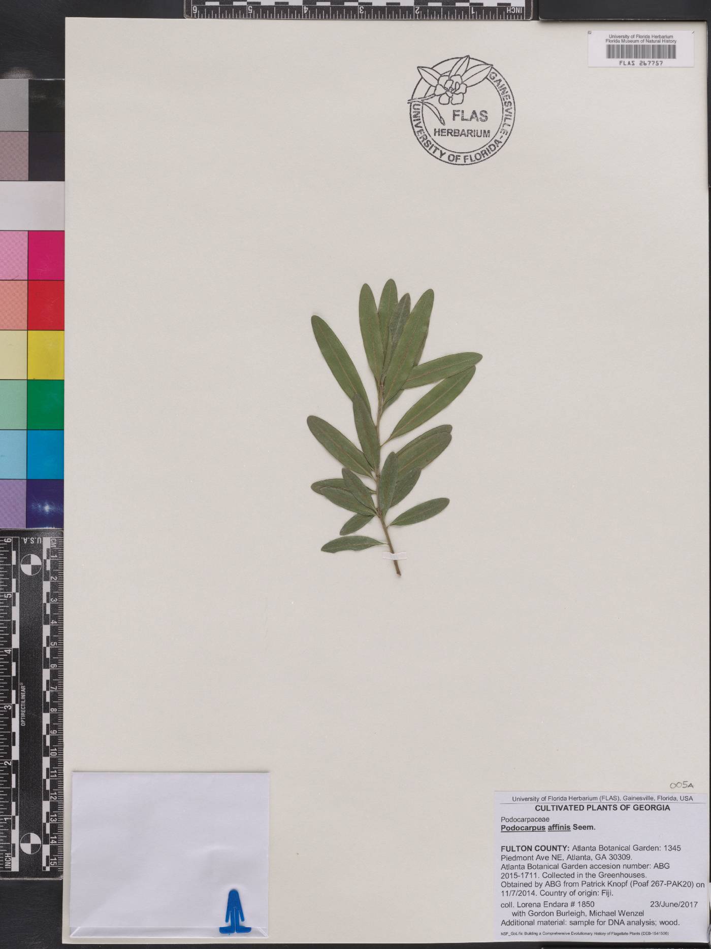 Podocarpus affinis image