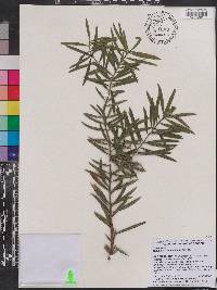 Podocarpus angustifolius image